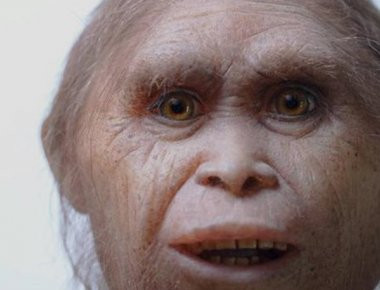 Homo habilis: «Ανατροπή» με την προέλευση του «Χόμπιτ» της Ινδονησίας (φωτό)